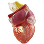 Модель сердца, напечатанная на J750 Digital Anatomy